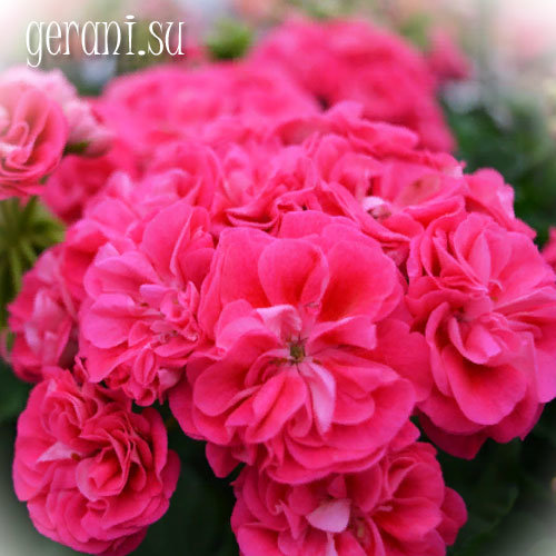 http://upforme.ru/uploads/000e/81/4f/3/80108.jpg