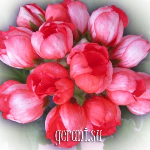 http://upforme.ru/uploads/000e/81/4f/3/87197.jpg