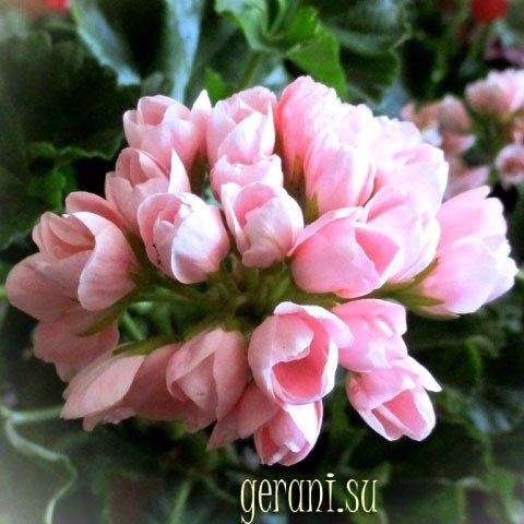 http://upforme.ru/uploads/000e/81/4f/3/87801.jpg
