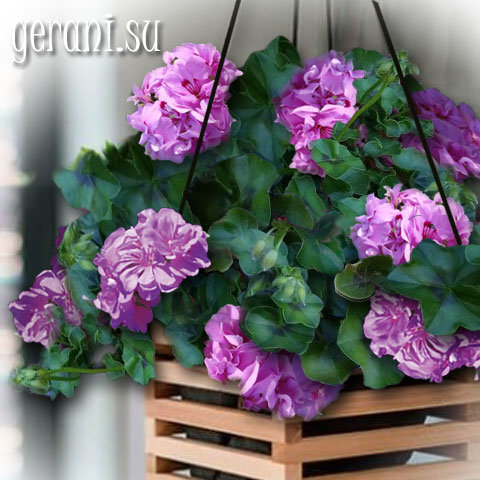 http://upforme.ru/uploads/000e/81/4f/3/88624.jpg