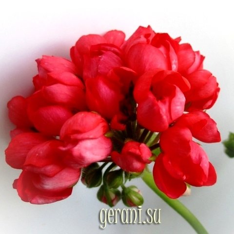 http://upforme.ru/uploads/000e/81/4f/3/98767.jpg