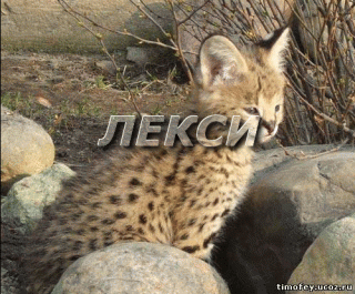 http://upforme.ru/uploads/000f/0e/db/5217-2.gif