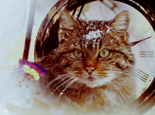 http://upforme.ru/uploads/000f/17/39/129-2-f.png