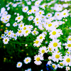 http://upforme.ru/uploads/000f/33/8b/4180-3.png