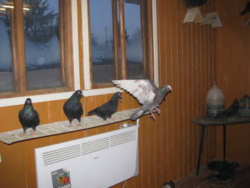 http://upforme.ru/uploads/000f/56/66/1181/t566675.jpg