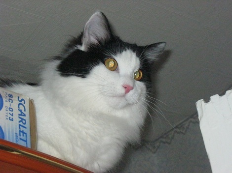 http://upforme.ru/uploads/000f/80/6d/2224-1-f.jpg