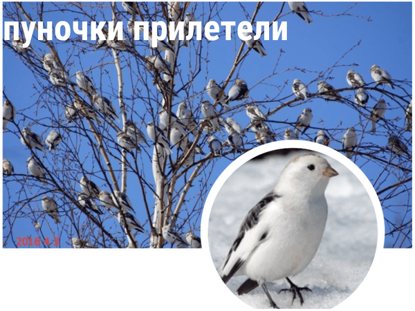 http://upforme.ru/uploads/000f/a0/99/259/t217444.png