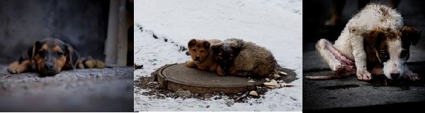 http://upforme.ru/uploads/000f/a0/99/390/592484.jpg