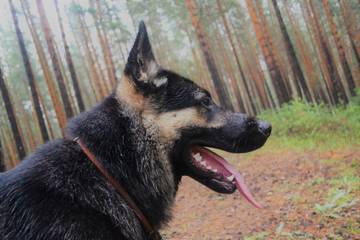 http://upforme.ru/uploads/000f/ac/a1/408/t39488.jpg