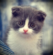 http://upforme.ru/uploads/000f/ff/79/12-1.jpg