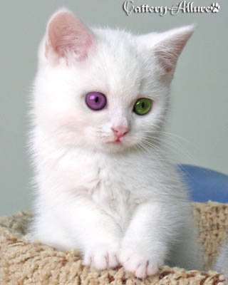 http://upforme.ru/uploads/0010/03/bd/4-1-f.jpg