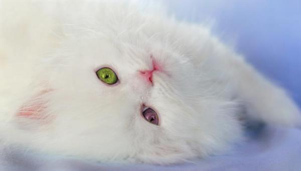 http://upforme.ru/uploads/0010/03/bd/4-3-f.jpg