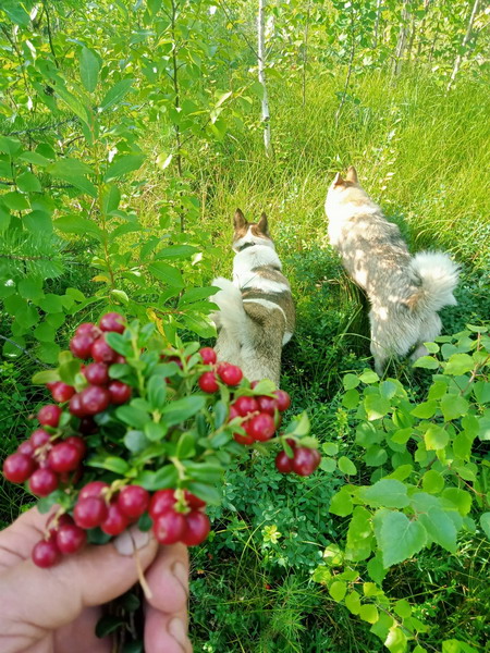 http://upforme.ru/uploads/0010/2b/7f/2/335348.jpg