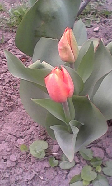 http://upforme.ru/uploads/0010/2b/7f/4/177594.jpg