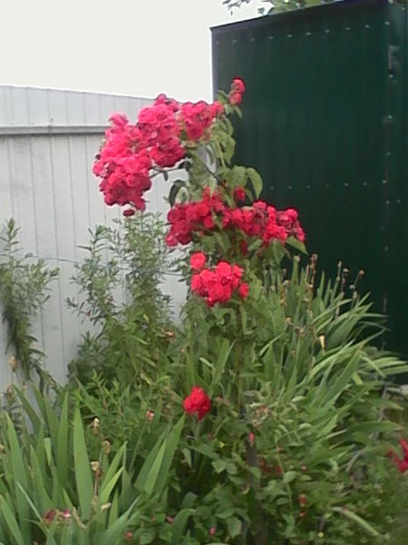 http://upforme.ru/uploads/0010/2b/7f/4/318849.jpg