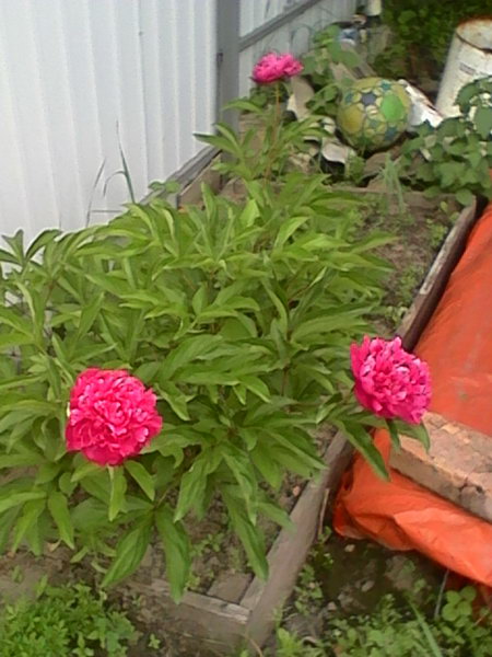 http://upforme.ru/uploads/0010/2b/7f/4/753493.jpg