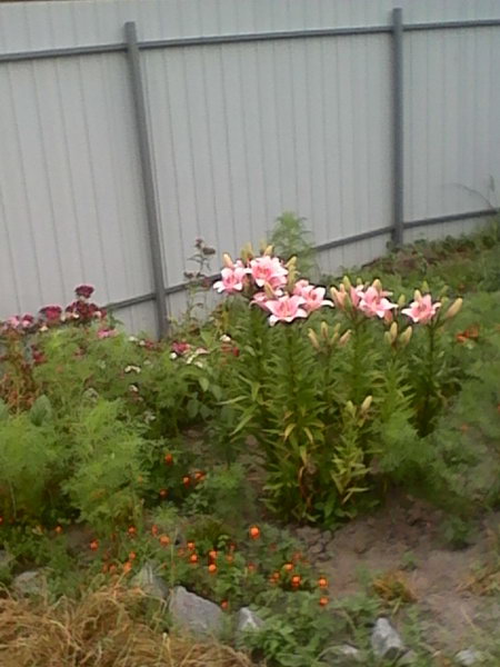 http://upforme.ru/uploads/0010/2b/7f/4/775882.jpg