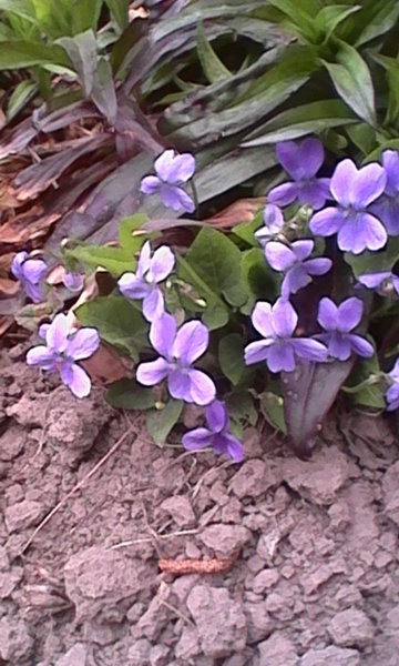 http://upforme.ru/uploads/0010/2b/7f/4/852043.jpg