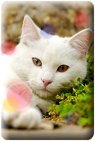 http://upforme.ru/uploads/0010/51/37/308-1-f.png
