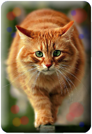 http://upforme.ru/uploads/0010/51/37/48-1-f.png