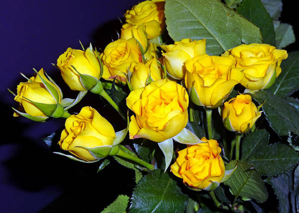 http://upforme.ru/uploads/0010/54/6f/1234/t68648.jpg