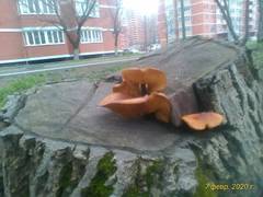 http://upforme.ru/uploads/0010/54/6f/2168/t44349.jpg