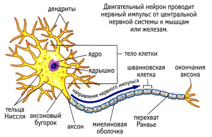 http://upforme.ru/uploads/0010/6a/f9/2/973840.png