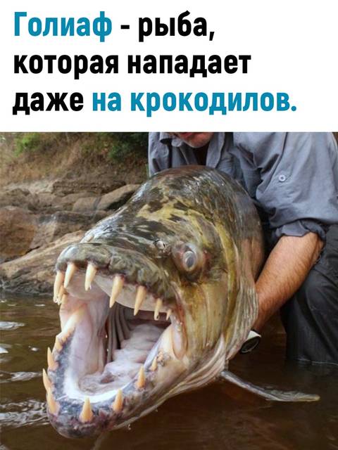 http://upforme.ru/uploads/0010/b8/af/2/t477159.jpg