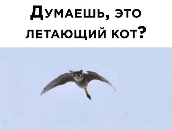 http://upforme.ru/uploads/0010/b8/af/2/t631102.jpg