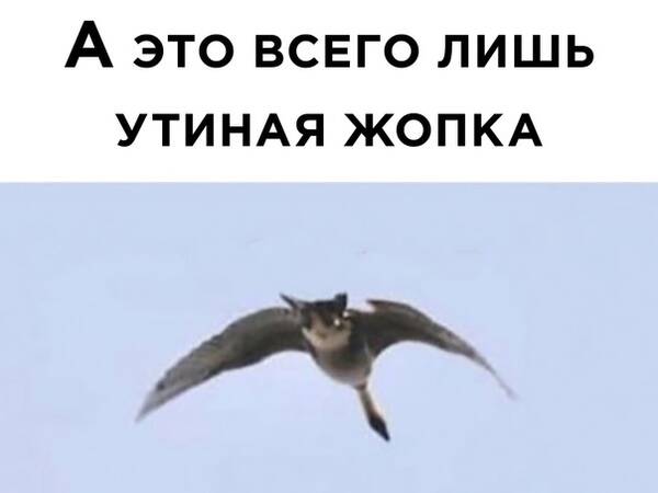 http://upforme.ru/uploads/0010/b8/af/2/t861870.jpg