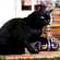 http://upforme.ru/uploads/0010/e9/37/169/26098.gif