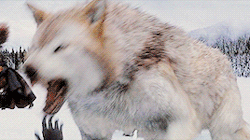 http://upforme.ru/uploads/0011/1e/17/182/933212.gif