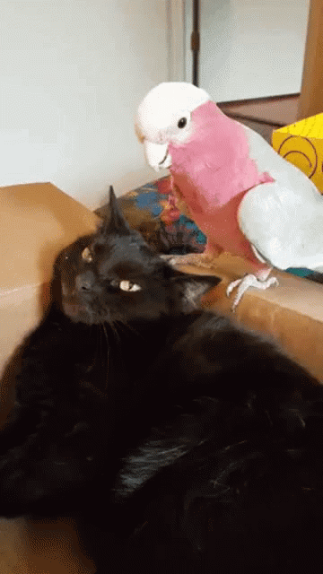 http://upforme.ru/uploads/0011/7a/32/6032/t61683.gif