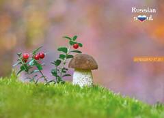 http://upforme.ru/uploads/0011/9c/2c/1692/t113285.jpg