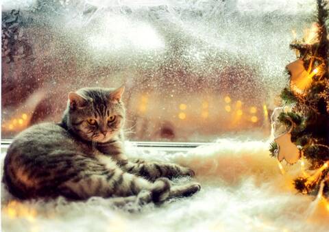 http://upforme.ru/uploads/0011/9c/2c/210/t974202.jpg