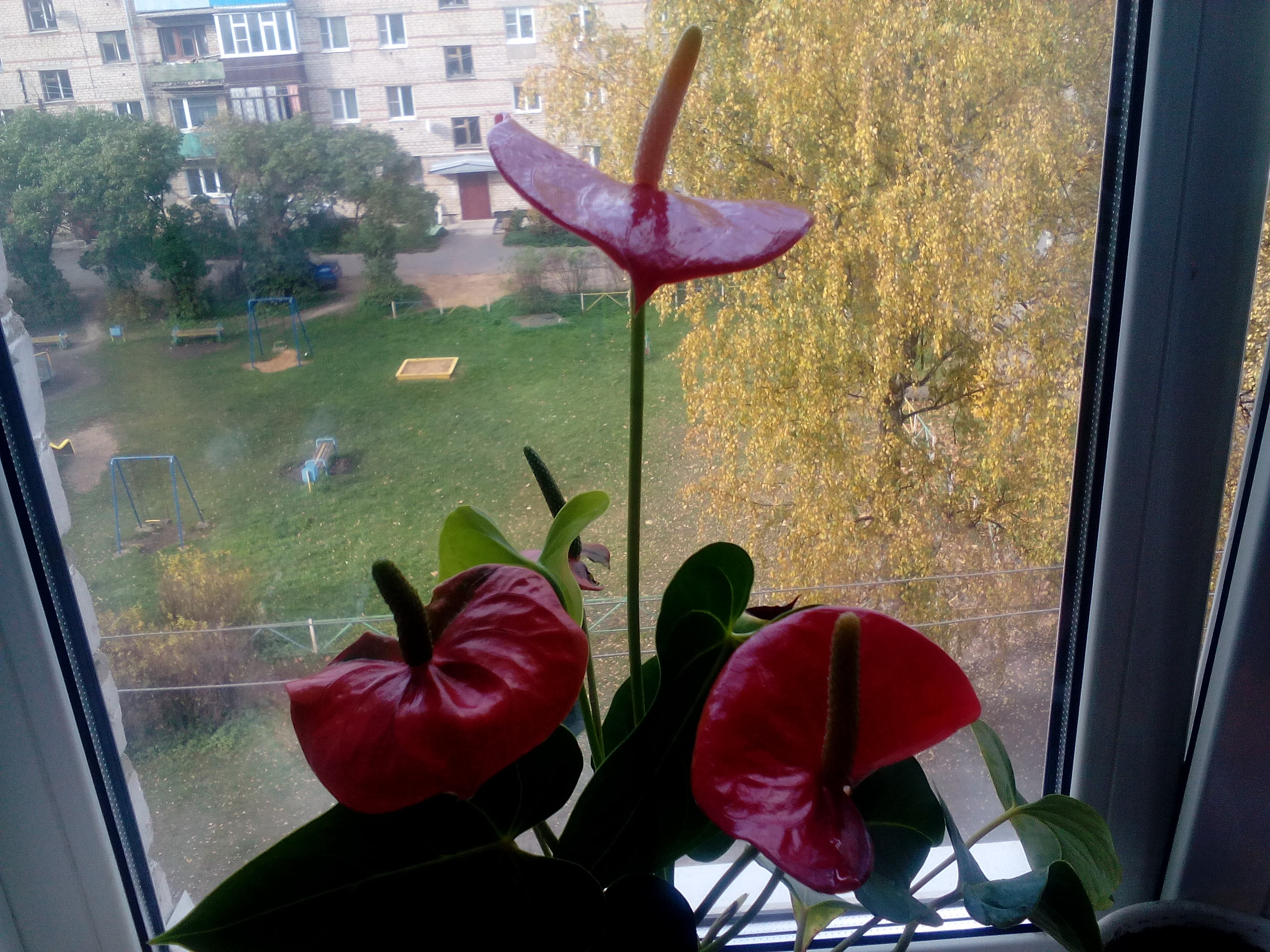 http://upforme.ru/uploads/0012/15/01/676/325636.jpg