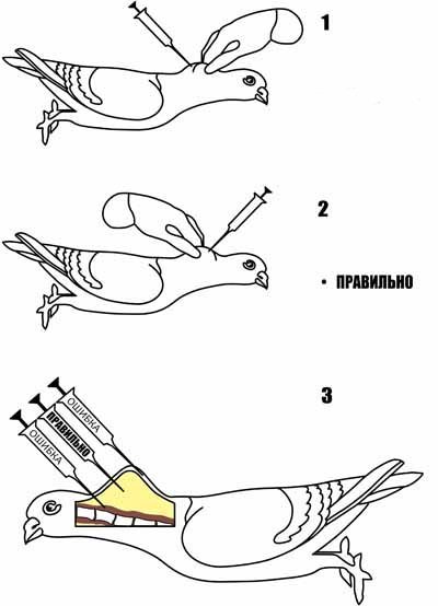 http://upforme.ru/uploads/0012/5a/ef/2/977097.jpg