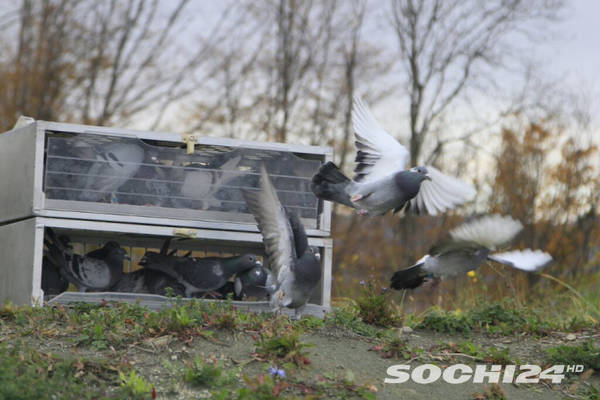 http://upforme.ru/uploads/0012/5a/ef/266/t957106.jpg