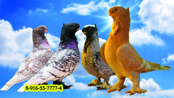 http://upforme.ru/uploads/0012/5a/ef/279/t344302.jpg