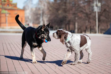 http://upforme.ru/uploads/0012/5d/99/143/t48102.jpg