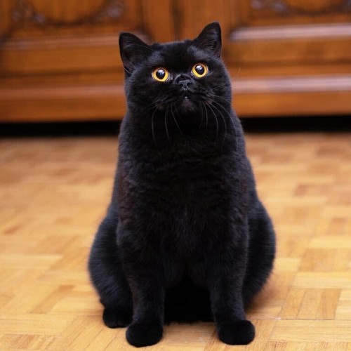 http://upforme.ru/uploads/0012/6e/7d/1844/144443.jpg