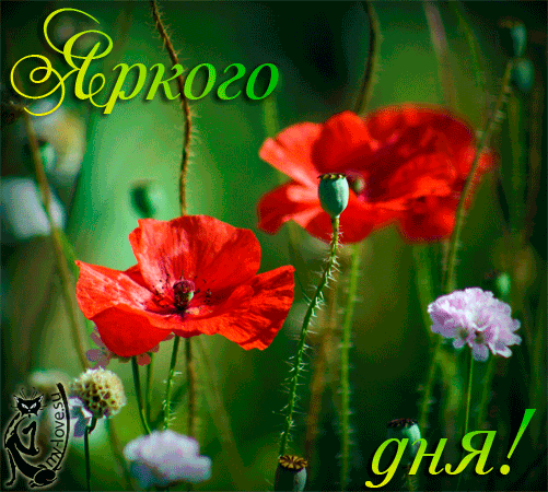 http://upforme.ru/uploads/0012/6e/7d/1844/336327.gif