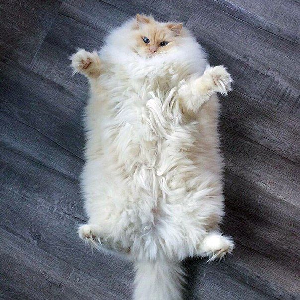 http://upforme.ru/uploads/0012/6e/7d/1844/790694.jpg