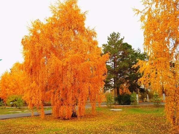 http://upforme.ru/uploads/0012/6e/7d/1844/823495.jpg