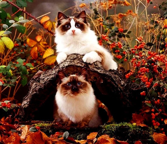 http://upforme.ru/uploads/0012/6e/7d/1844/907444.jpg