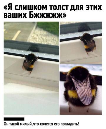 http://upforme.ru/uploads/0012/77/80/295/t730572.jpg