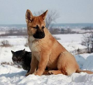 http://upforme.ru/uploads/0012/8d/0b/33/t88622.jpg