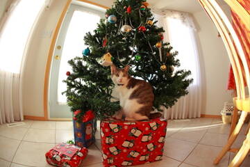 http://upforme.ru/uploads/0012/e4/56/195/t919238.jpg