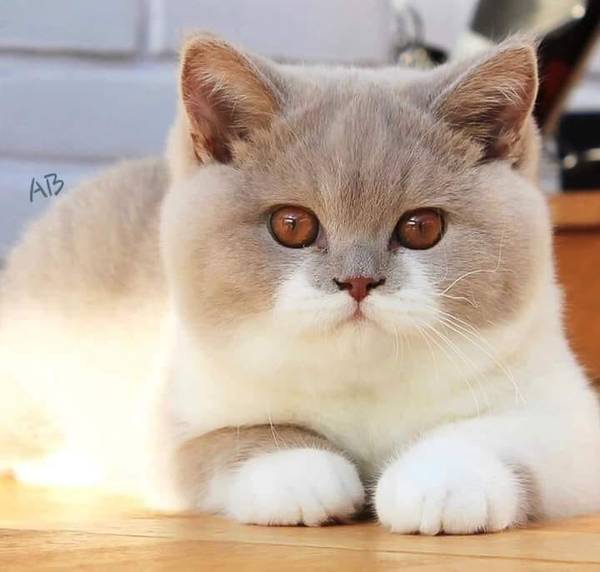 http://upforme.ru/uploads/0013/09/b3/55/t66982.jpg
