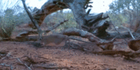 http://upforme.ru/uploads/0013/6e/7e/2/130998.gif